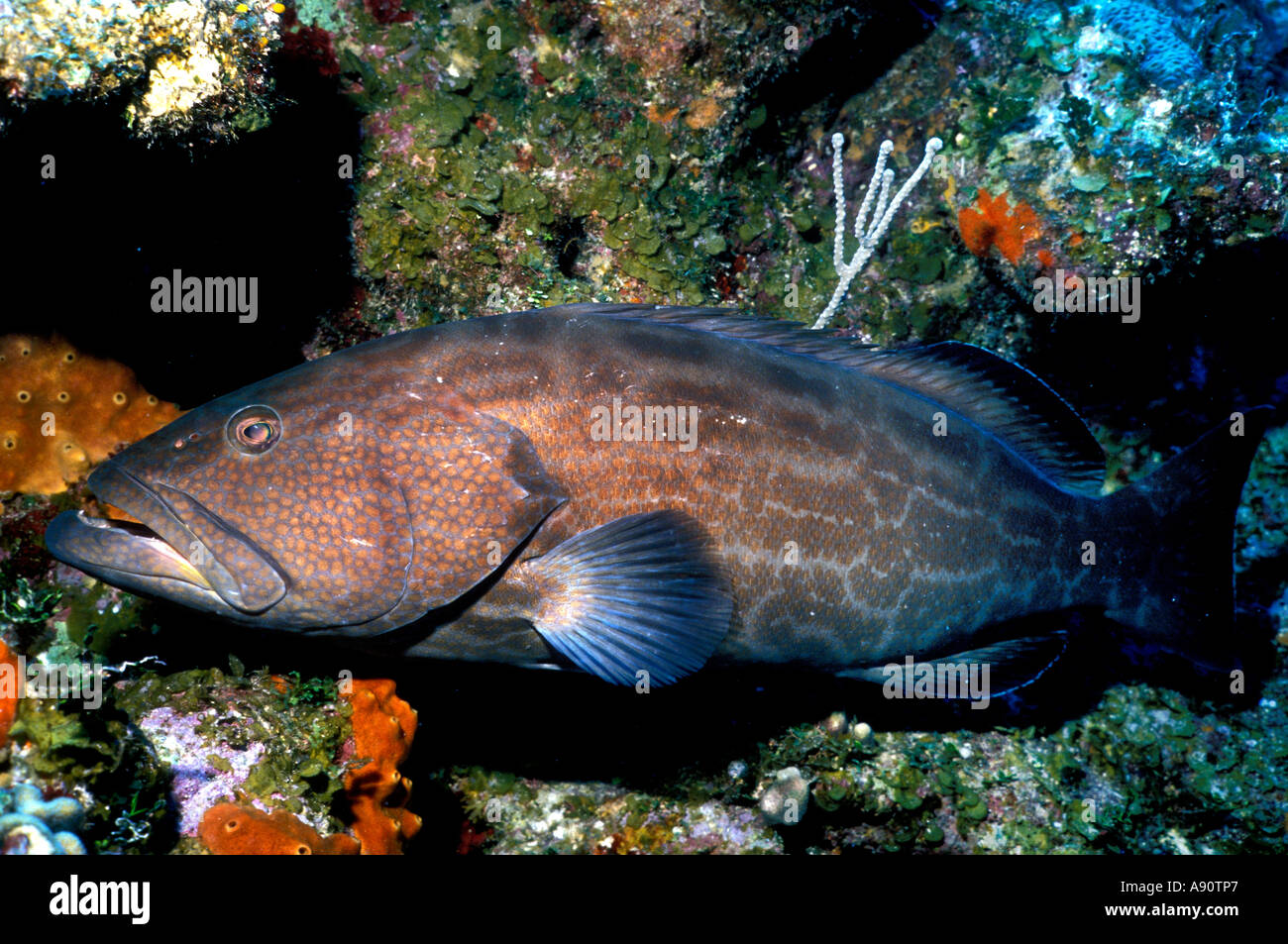 UF-40  RED GROUPER AND SPONGE Stock Photo