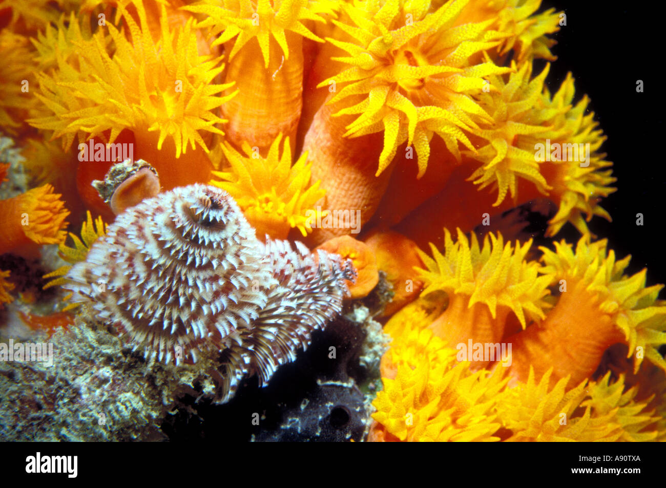 UI-25 XMAS TREE WORMS AND GOLD TUBE CORAL Stock Photo - Alamy