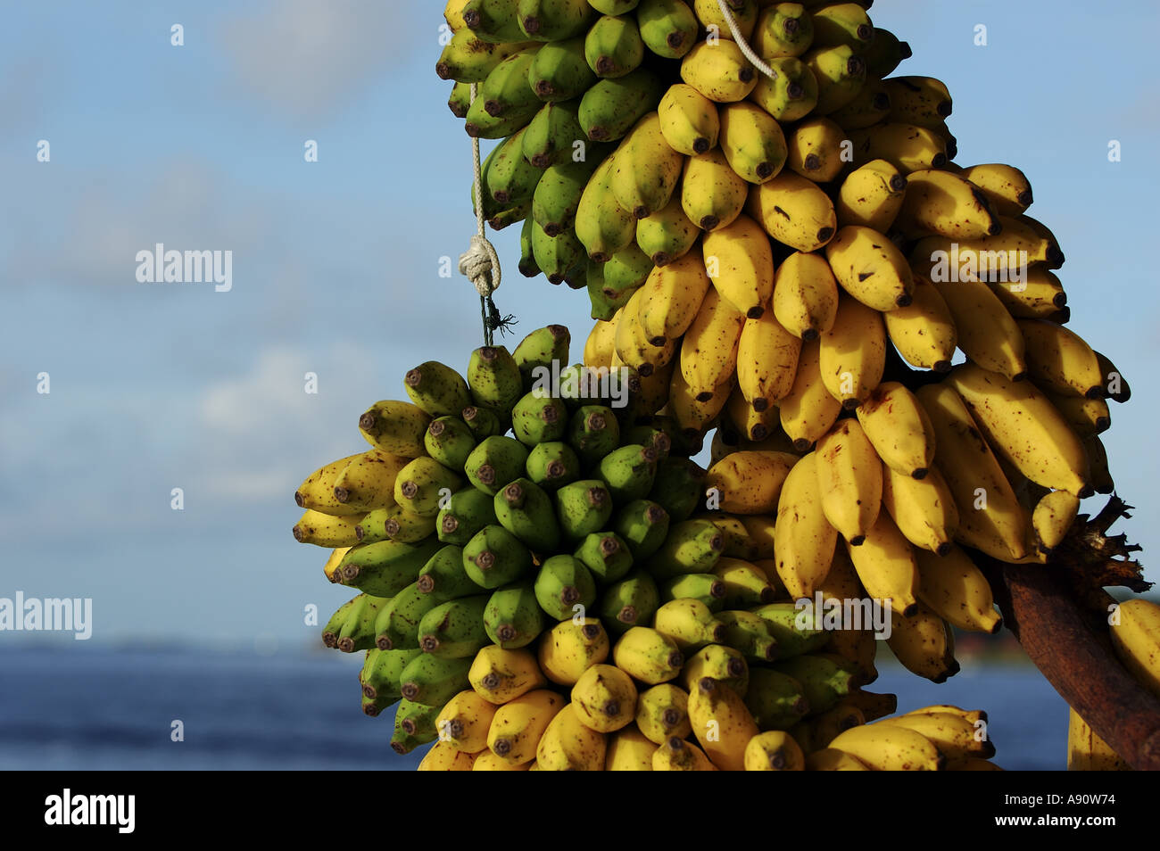 Bunches of bananas on the tree, Maldives. Stock Photo
