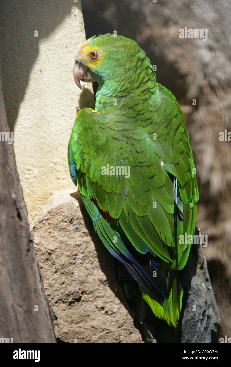 Yellow Shouldered Amazon Parrot , Amazona barbadensis, Psittacidae. Venezuela Stock Photo