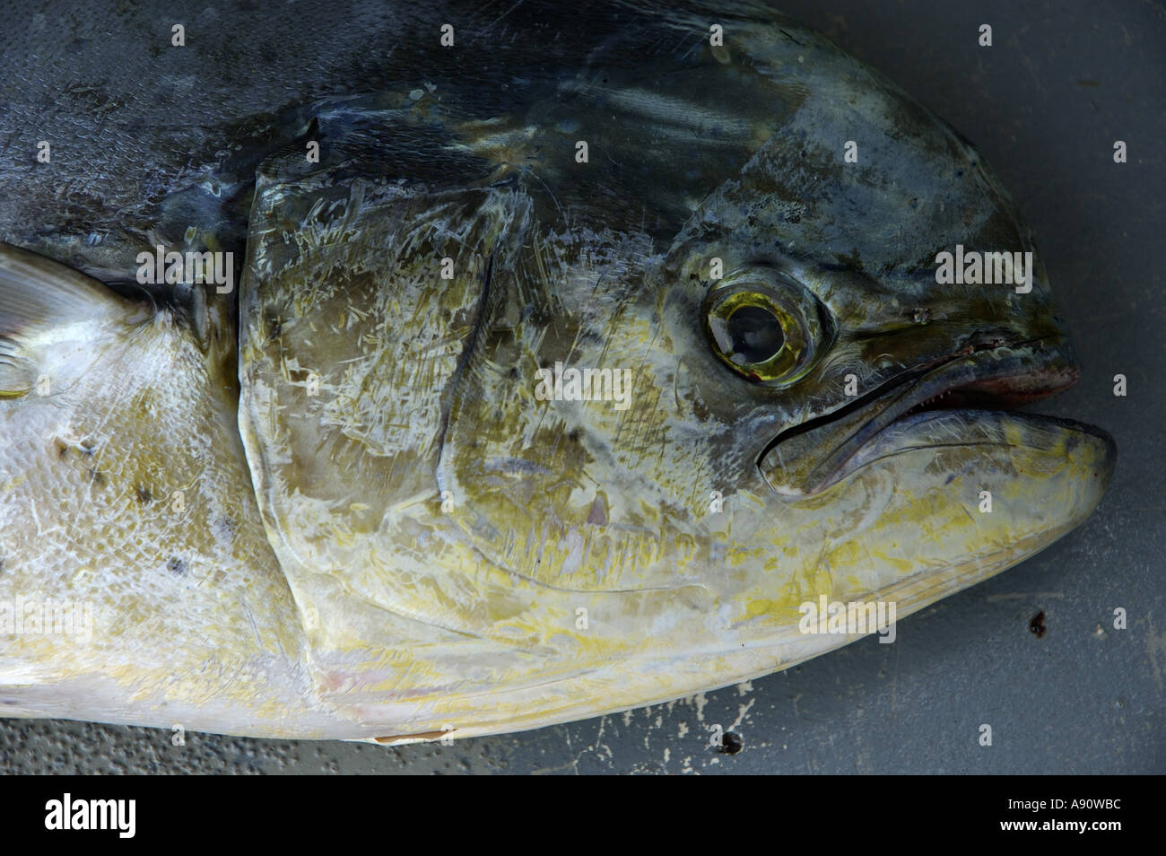 Maldives Head Of Dolphin Fish Called Mahi Mahi Or Dorado Coryphaena