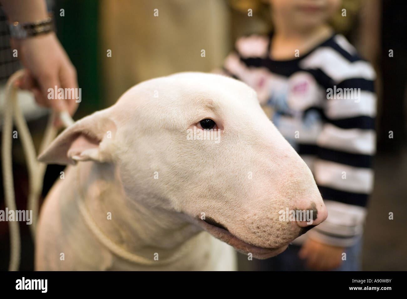 English Bull Terrier, Crufts 2007 NEC Birmingham Stock Photo