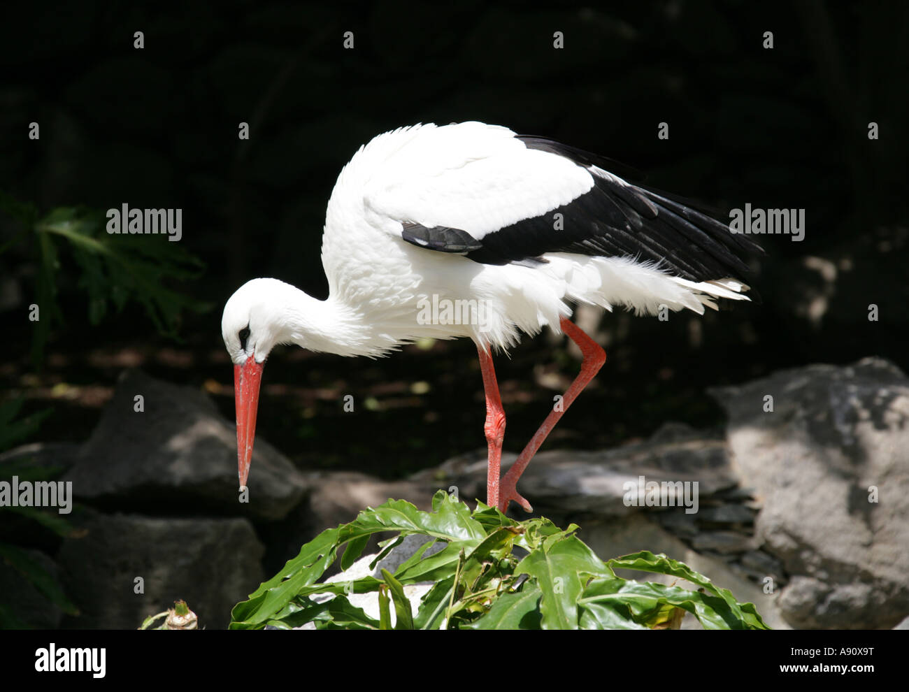 White Stork, Ciconia ciconia, Ciconiidae. Stock Photo