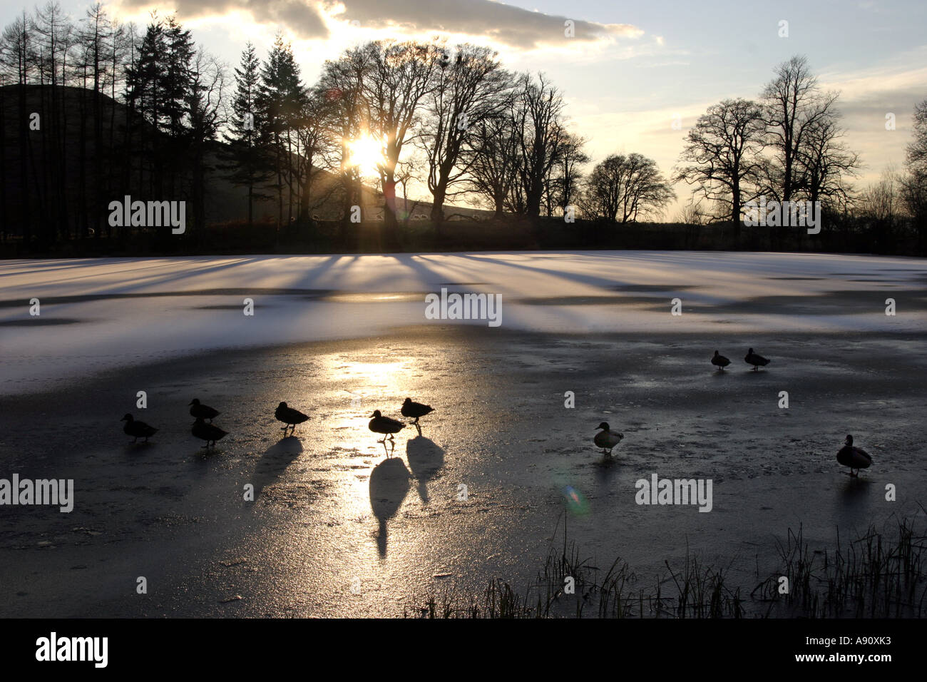 Beautiful winter scene with frozen pond setting sun and ducks Scotland Stock Photo