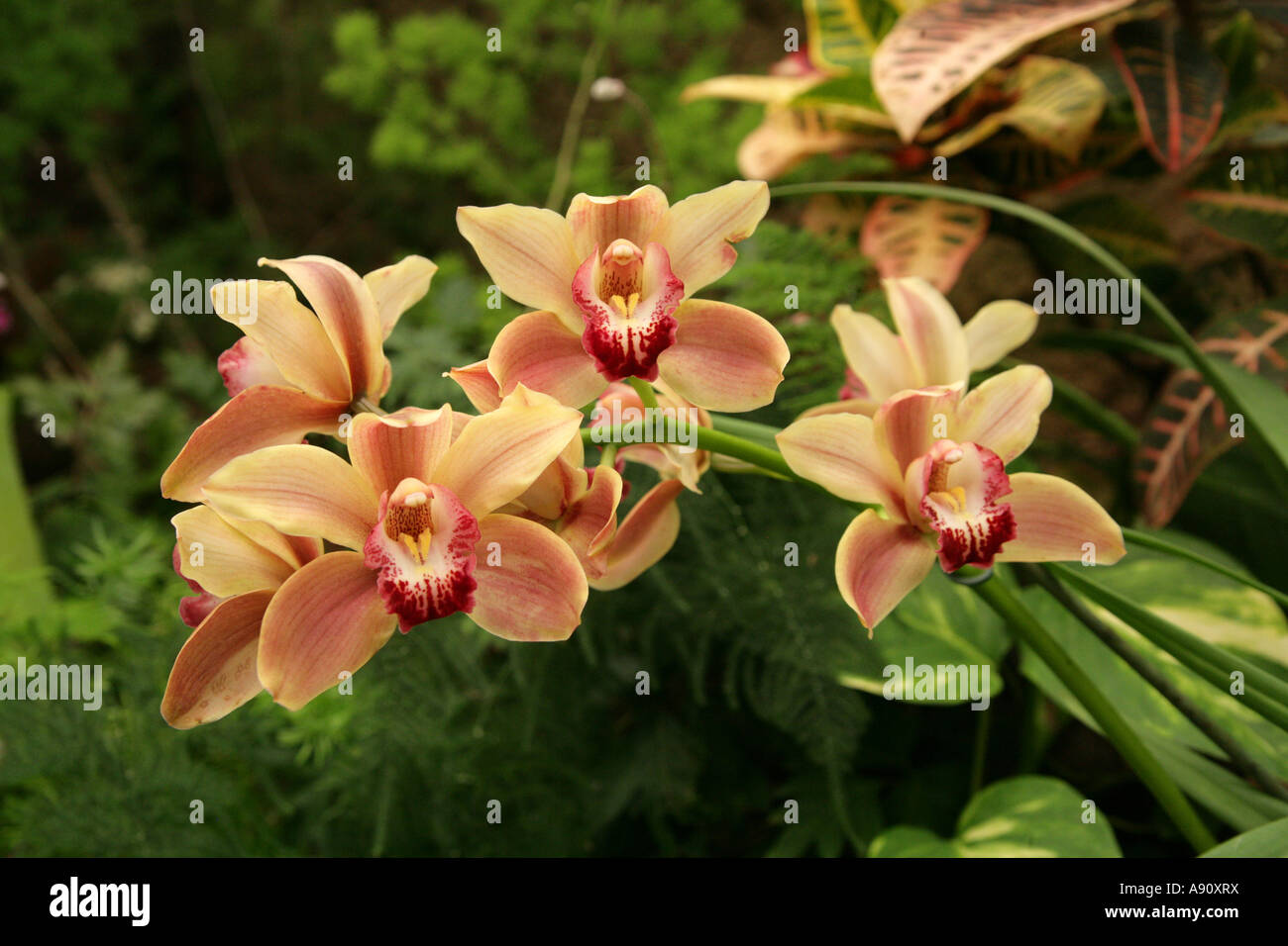 Ornamental Orchid Flower Stock Photo