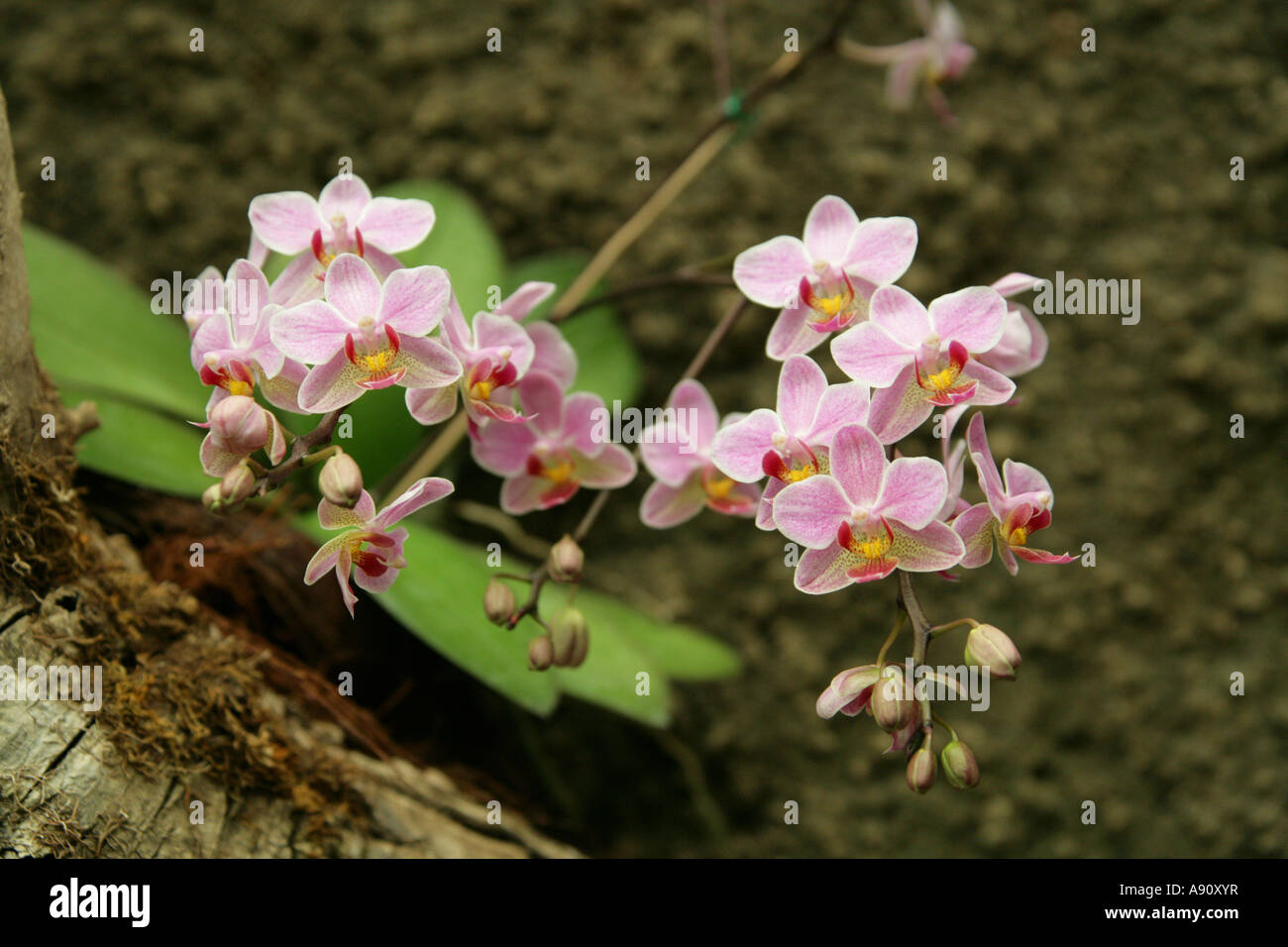 Orchid Flower, Phalaenopsis hybrid, Orchidaceae Stock Photo
