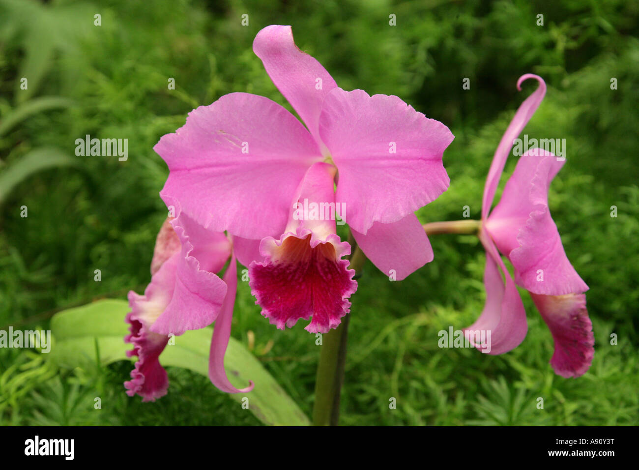 Orchid Flower, Cattleya hybrid, Orchidaceae Stock Photo