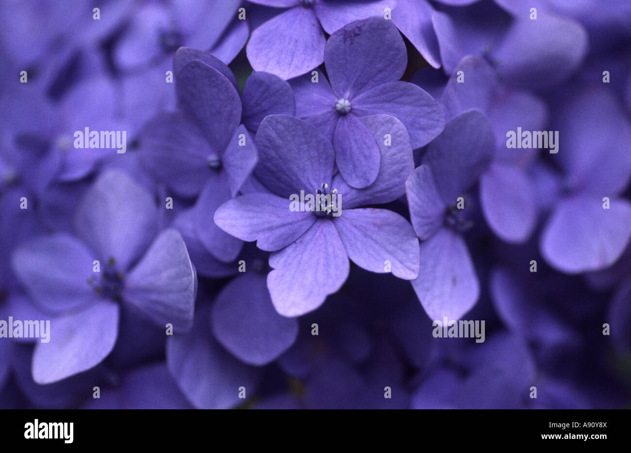 Hydrangea flowers in full bloom - close up Stock Photo - Alamy