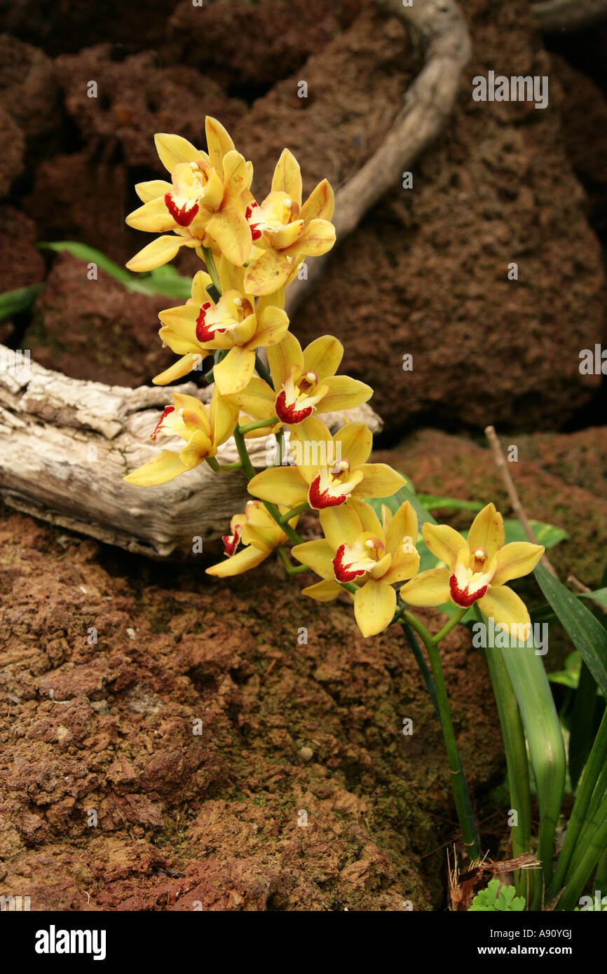 Ornamental Orchid Flower, Orchidaceae Stock Photo