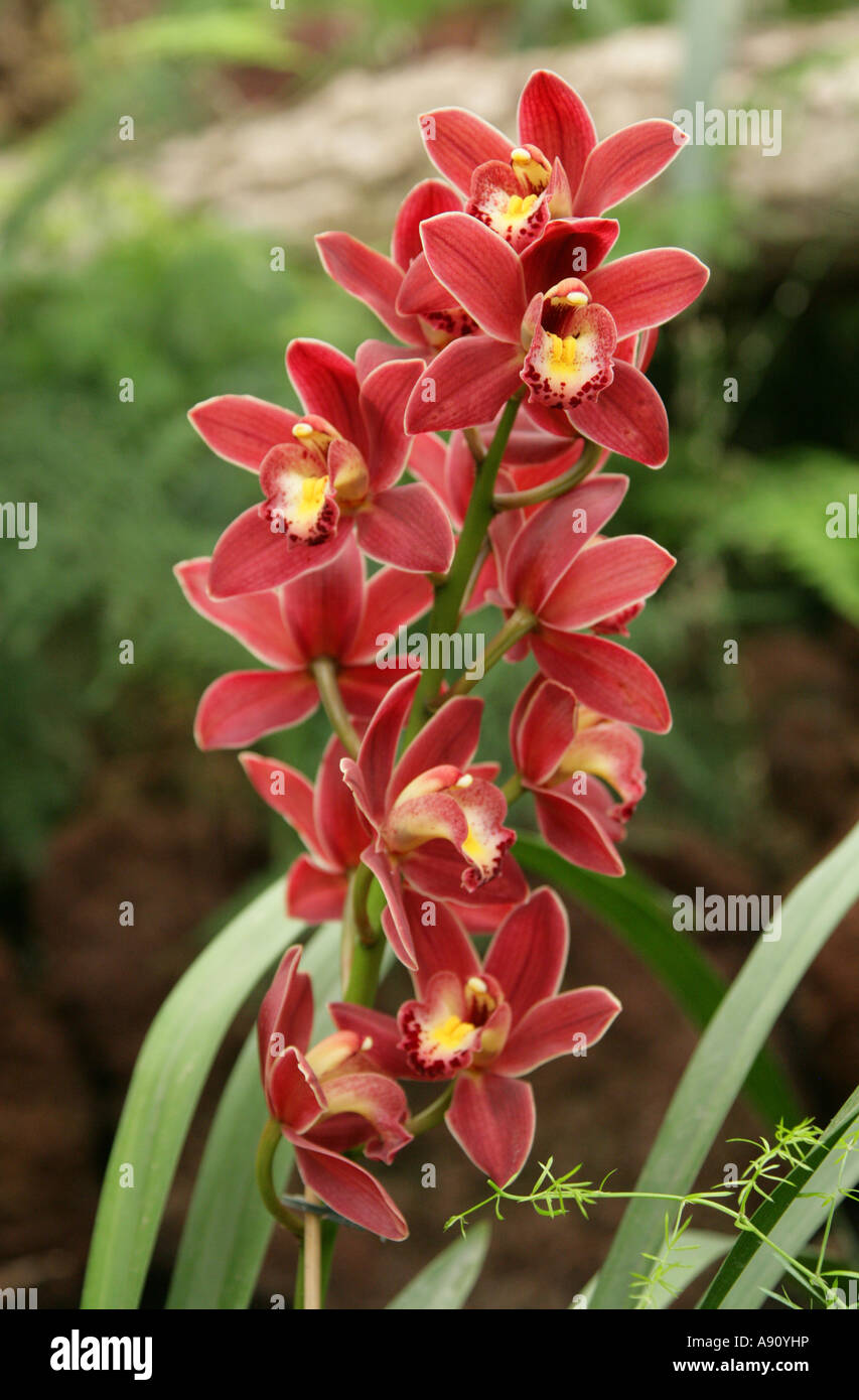 Ornamental Orchid Flower, Orchidaceae Stock Photo