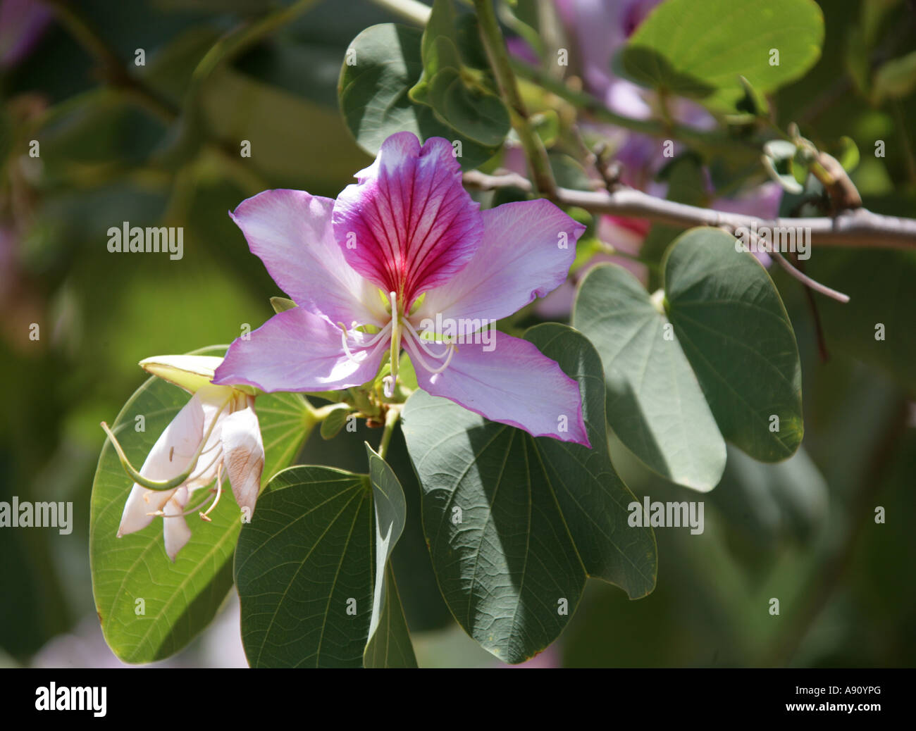 Orchid Tree, Bauhinia variegata, Caesalpinioideae, Fabaceae. Tropical India and China. Stock Photo