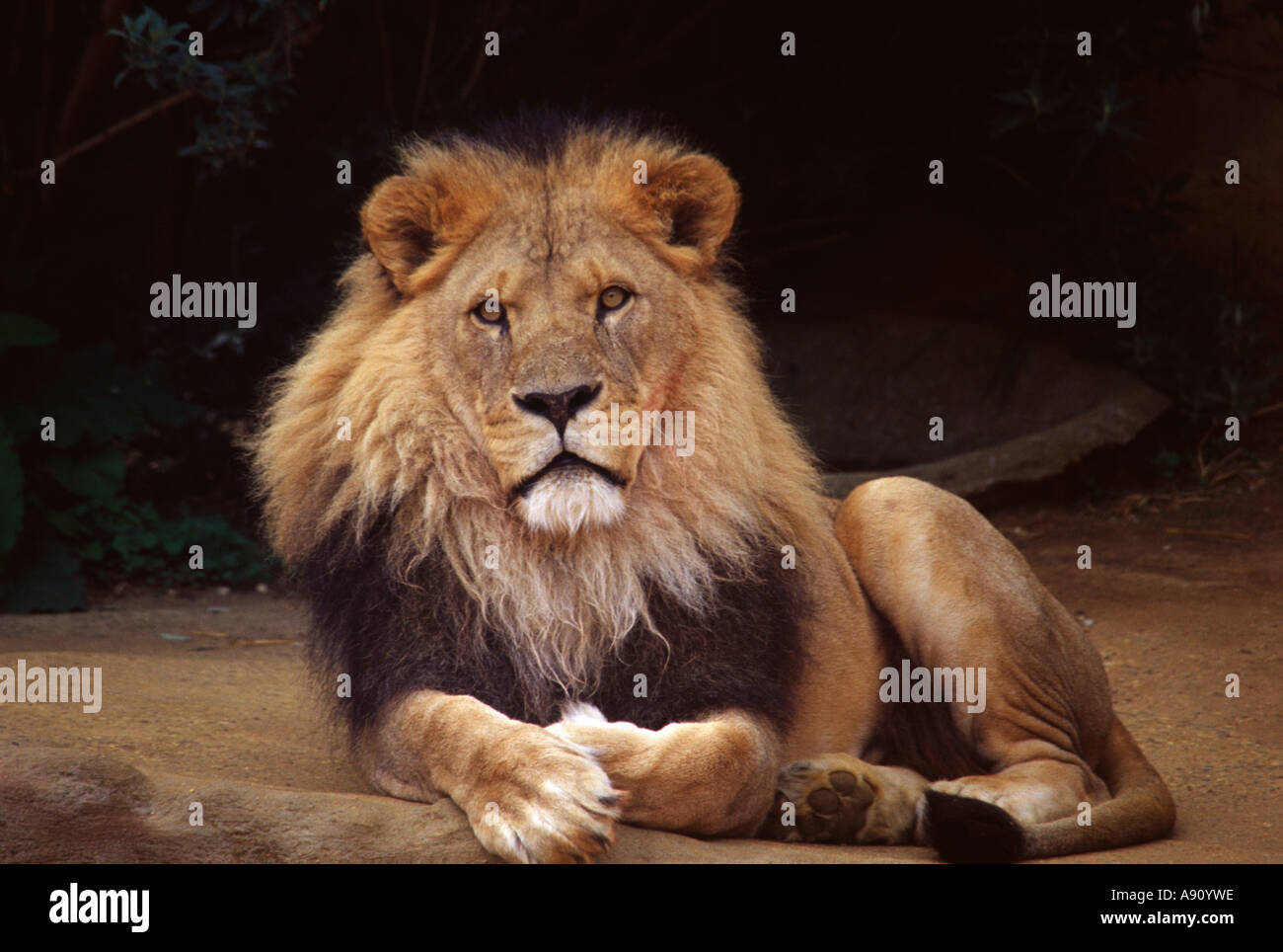 African Lion (Panthera Leo Krugeri) Stock Photo