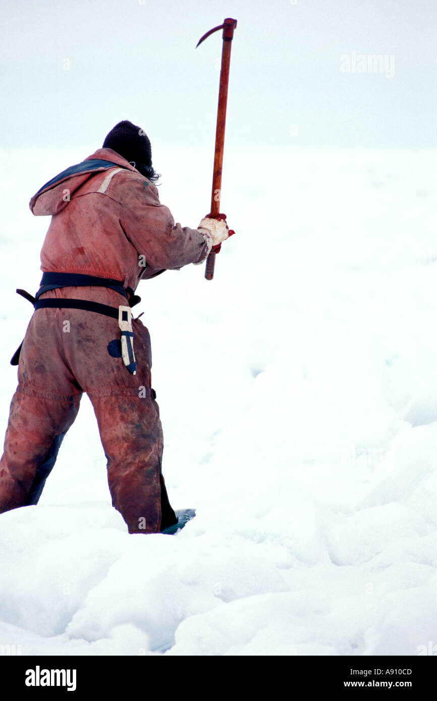 seal hunter clubing seal during seal hunt in Canada Stock Photo
