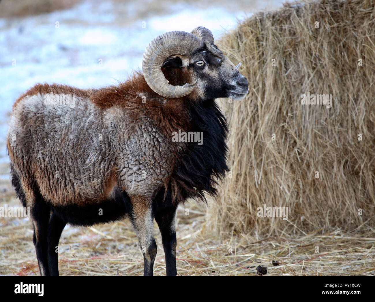 Urial sheep ram in winter hi-res stock photography and images - Alamy