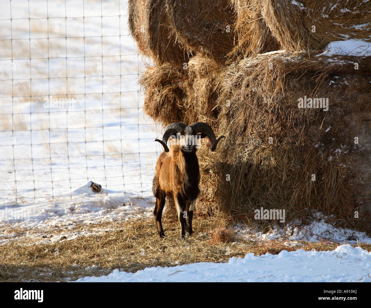 Urial sheep ram in winter hi-res stock photography and images - Alamy