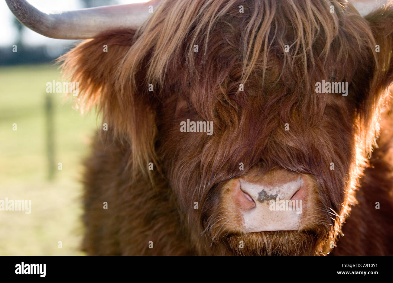 The head of a Highland Cow Stock Photo - Alamy