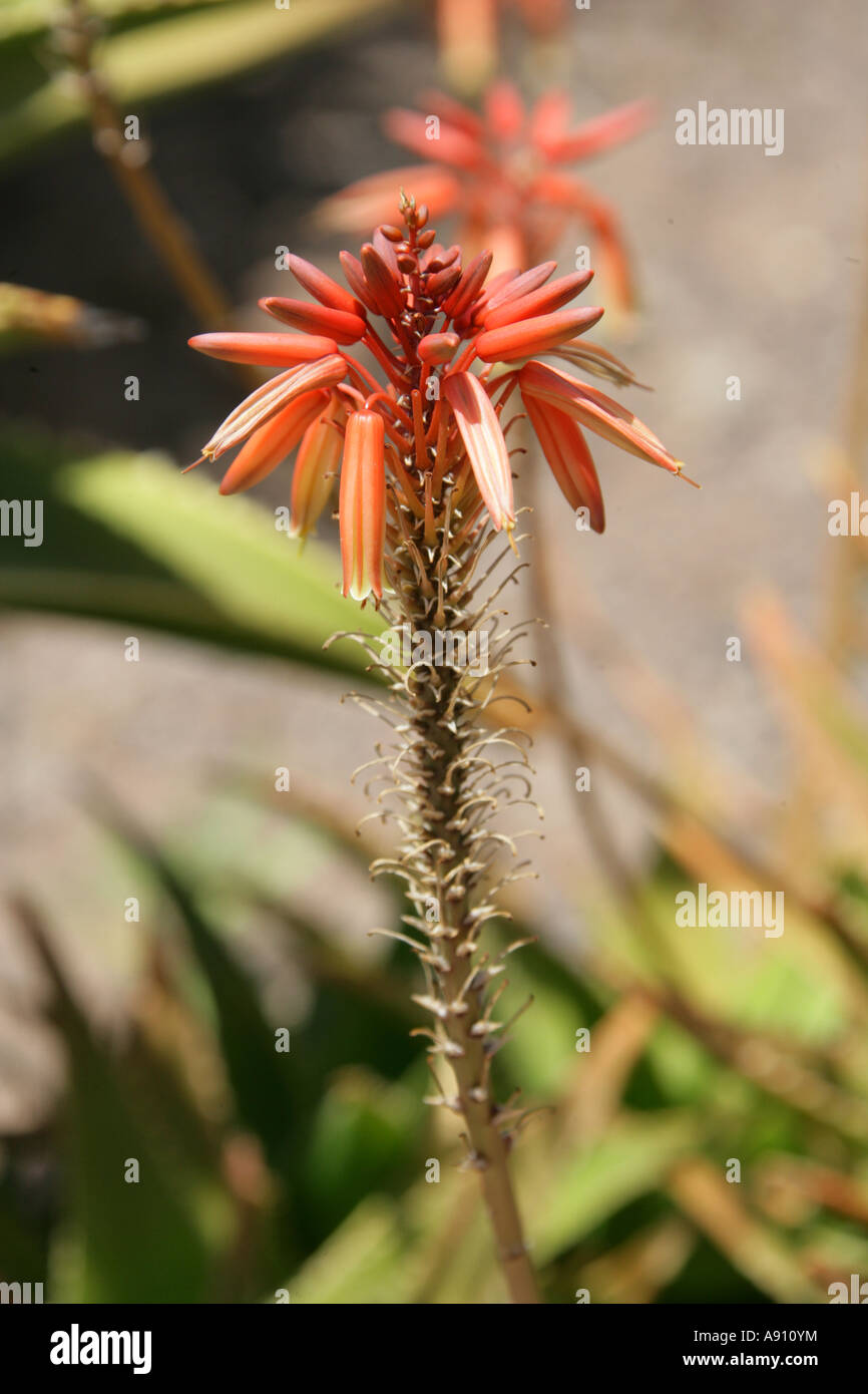 Candelabra Aloe, Aloe arborescens Stock Photo - Alamy