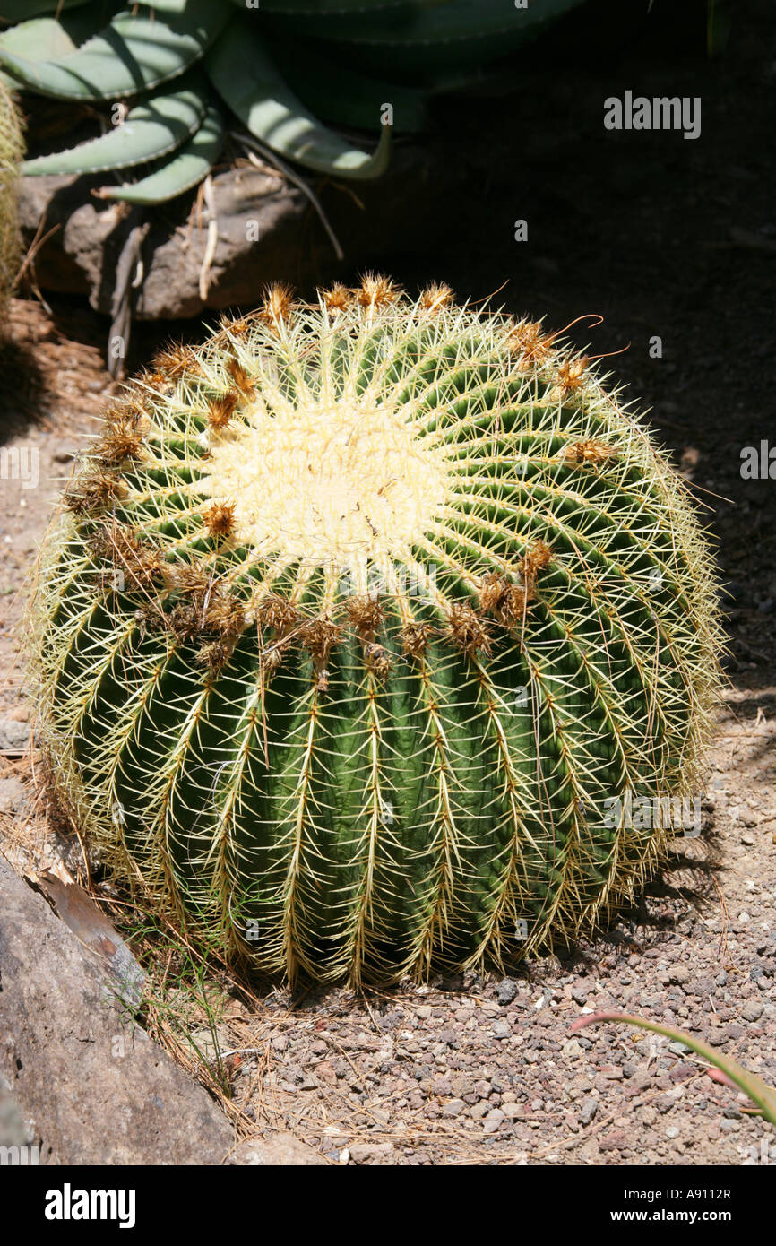 Golden Barrel Cactus, Echinopsis Grusonii. Palmitos Park Botanical Gardens, Gran Canaria, Canary Islands Stock Photo