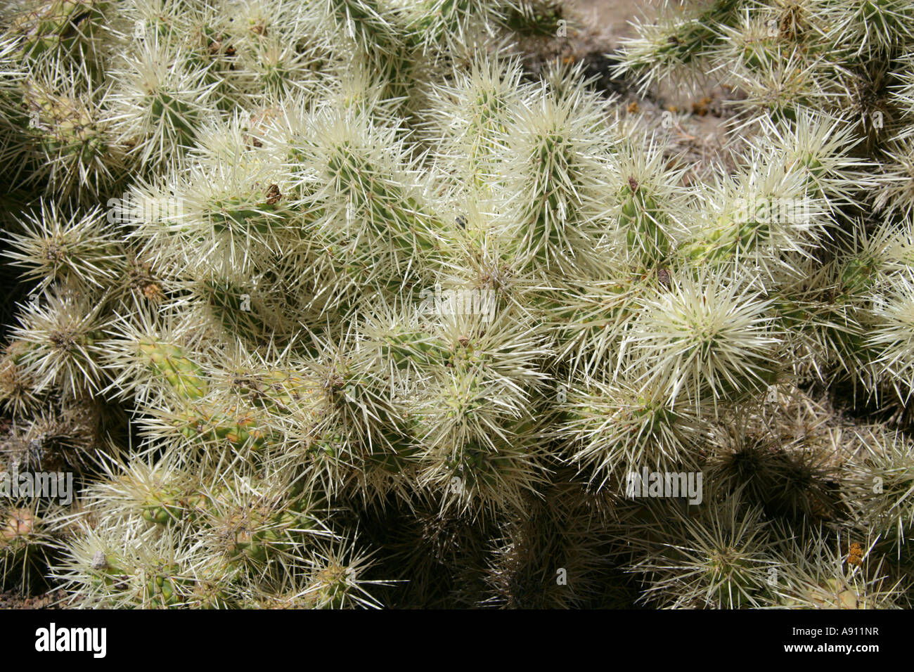 Spiny Cholla Cactus, Opuntia tunicata, Cactaceae. Stock Photo