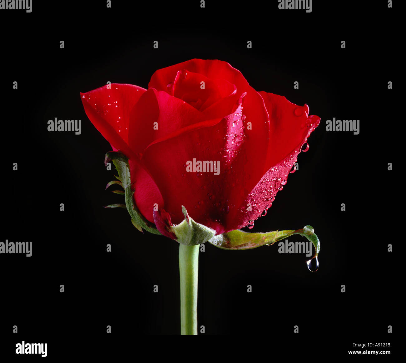 red rose on black background Stock Photo Alamy