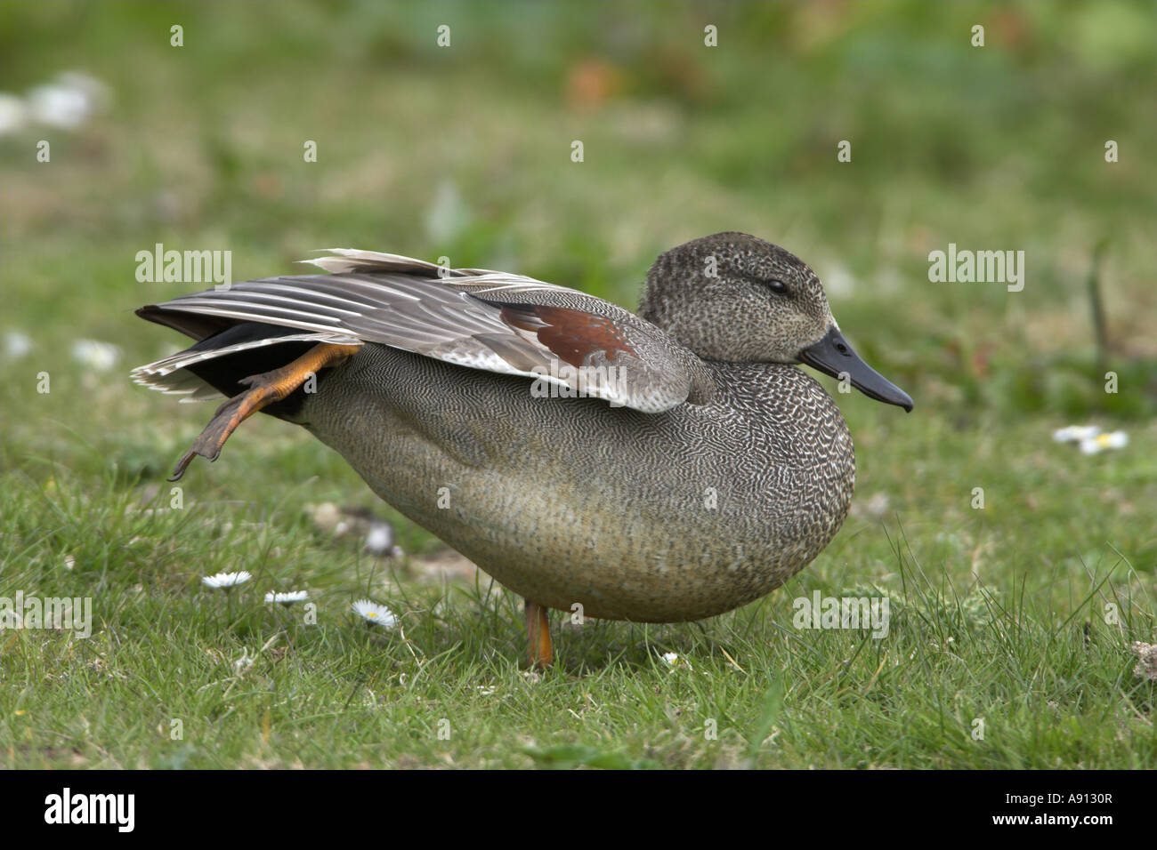Gadwall Anas strepera adult male in breeding plumage standing on bank wing & leg stretching, Cley Marsh, North Norfolk, England Stock Photo