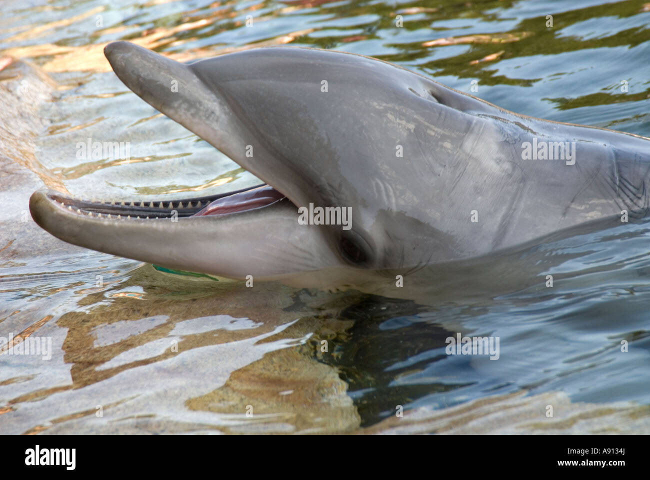 Bottlenose Dolphins are aquatic mammals which are closely related to whales and porpoises. Stock Photo