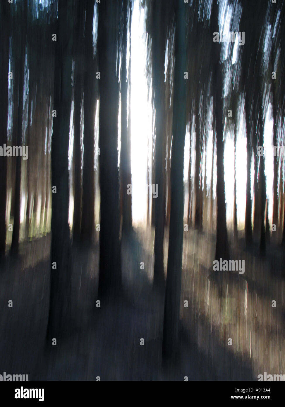 Blurred forest Stock Photo