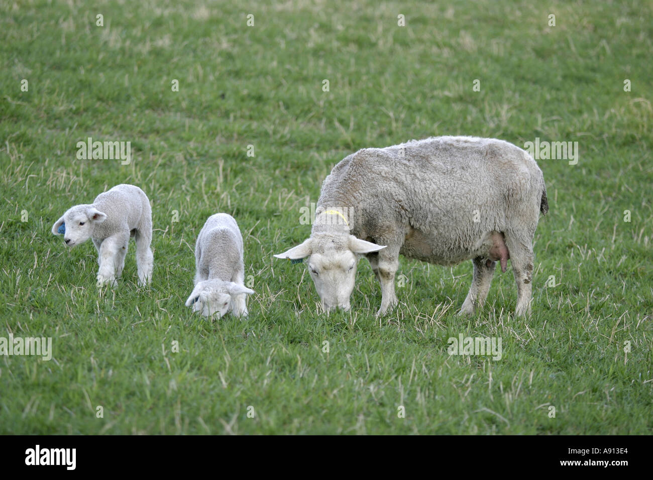 Sheep and lambs Stock Photo Alamy