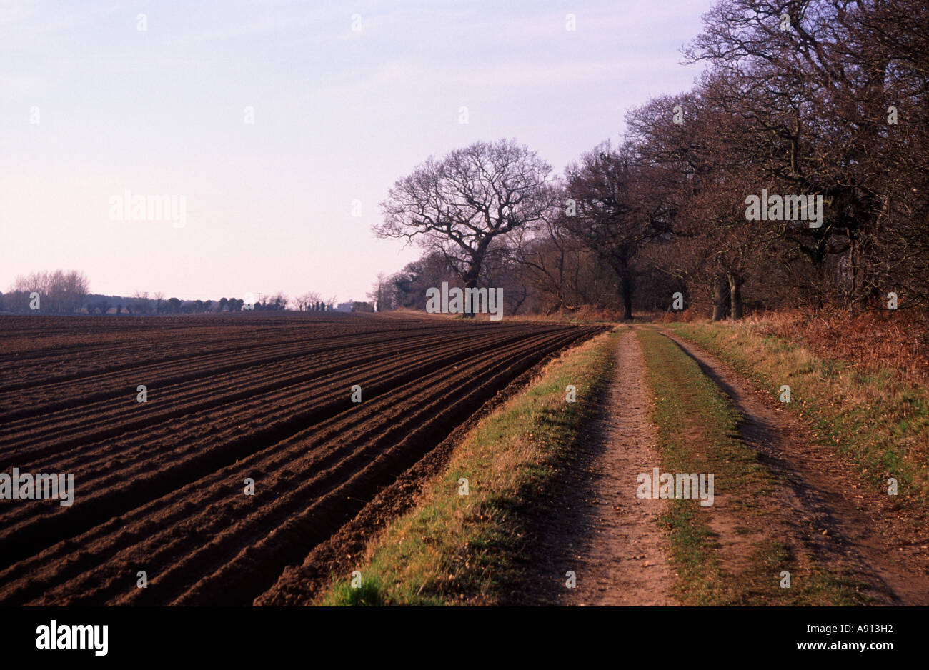 Country land and brown furrows of ploughed land in winter field Butley, Suffolk, England Stock Photo