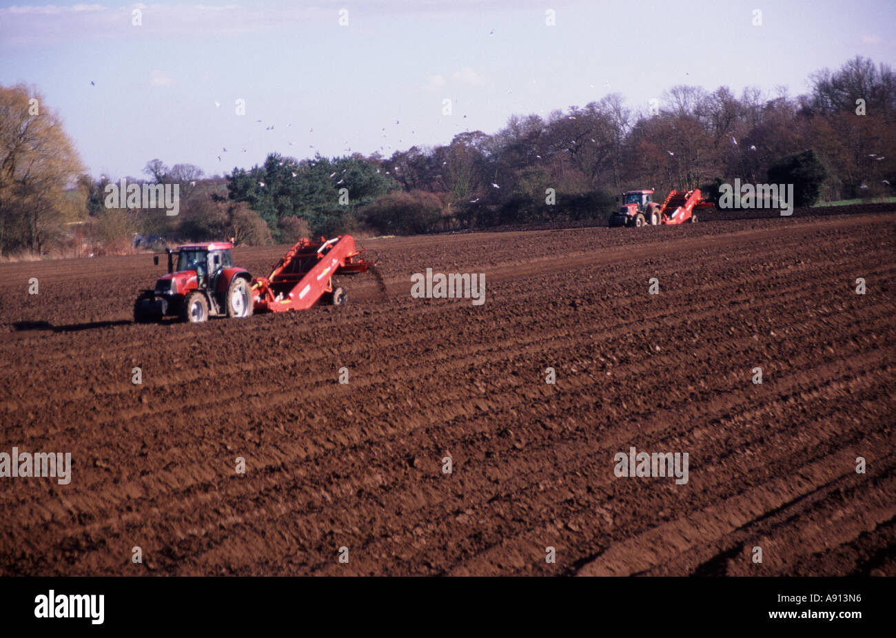 Tractors and trailer planting potatoes in field Suffolk sandlings England Stock Photo