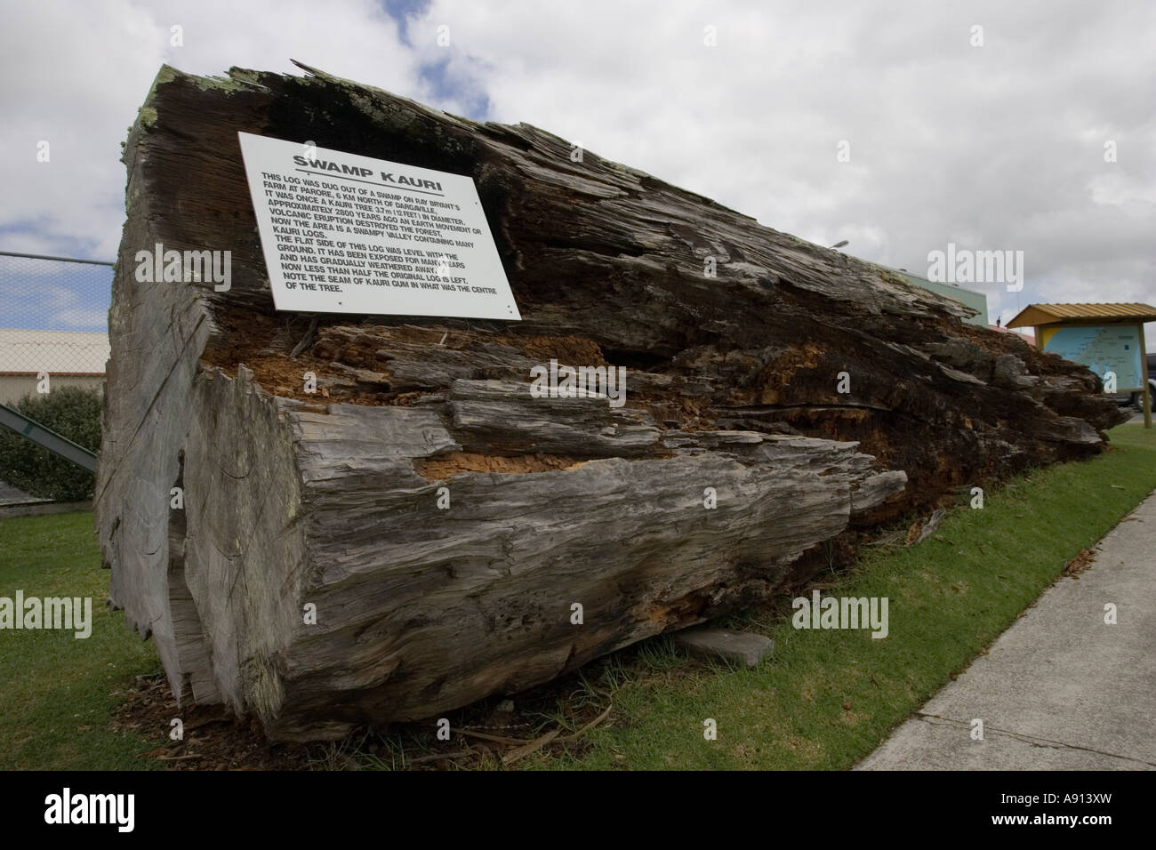 Huge swamp kauri log dug out of wetland area on Bryants Farm near