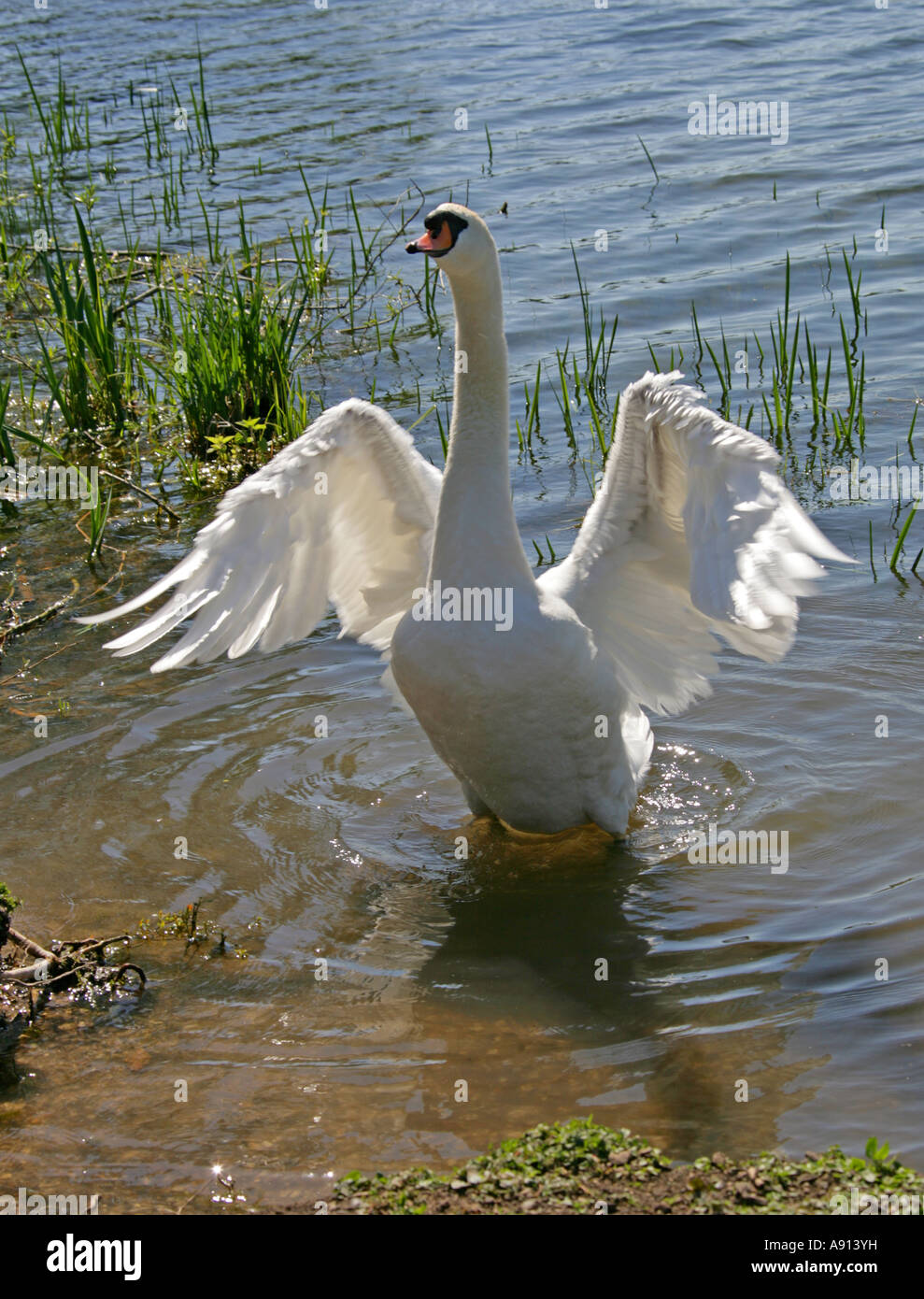 Mute Swan, Cygnus olor, Anatidae Stock Photo - Alamy
