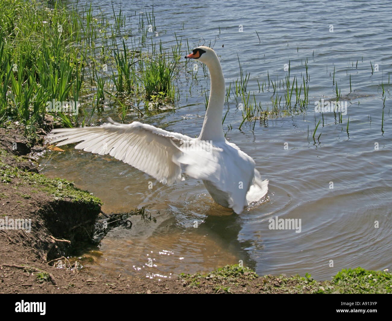 Mute Swan, Cygnus olor, Anatidae Stock Photo - Alamy
