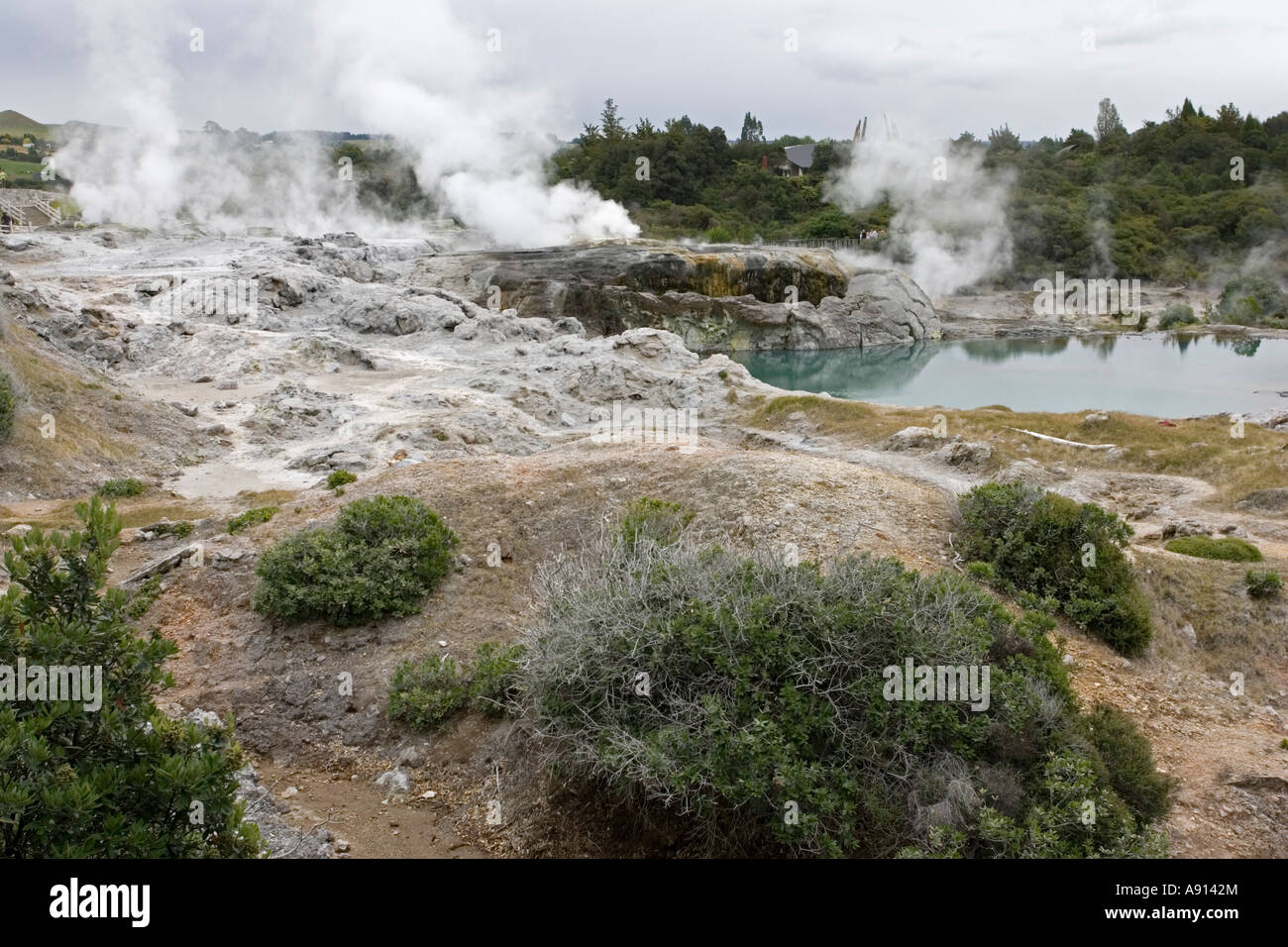 Geothermal activity and pools Whakarewarewatanga Thermal Village ...