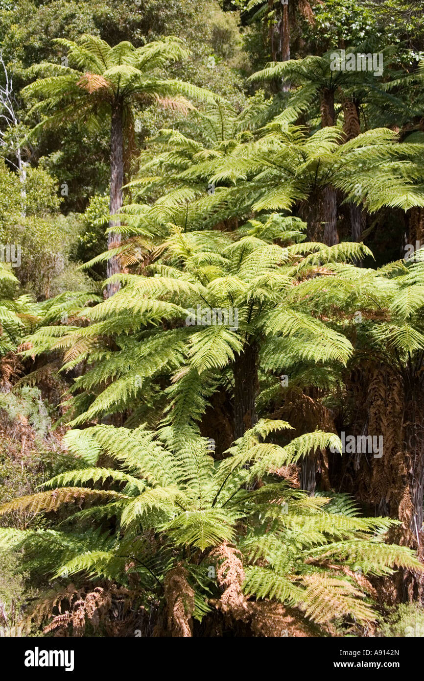 Native new zealand forest tree hi-res stock photography and images - Alamy