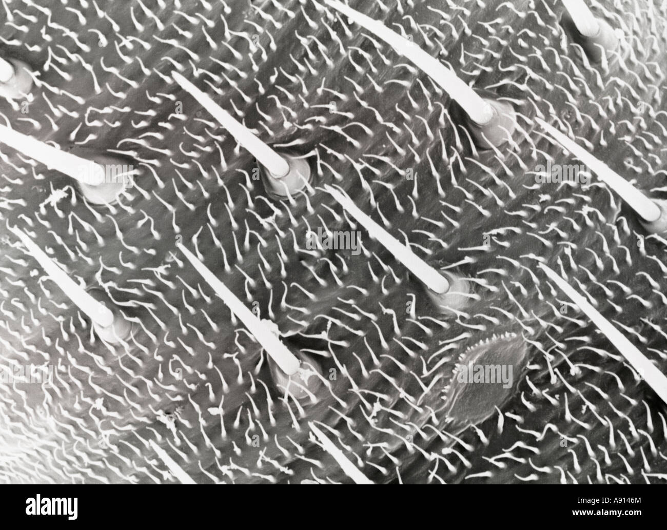 Scanning Electron Microscope close-up of the hairs on the legs of a plant bug magnified approximately 800X Stock Photo