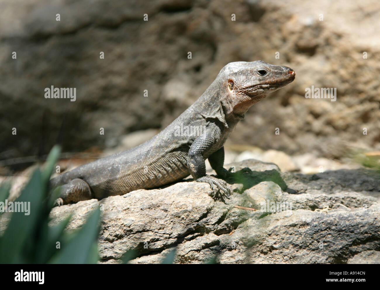 Tenerife Lizard or Western Canaries Lizard, Gallotia galloti, Lacertidae Stock Photo