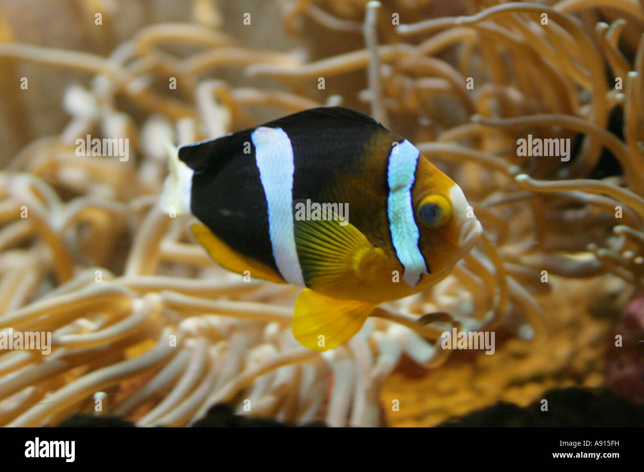 Clarks Anemone Fish, Amphiprion clarkii, aka the Clown Fish, Pomacentridae. Indian Ocean. Stock Photo