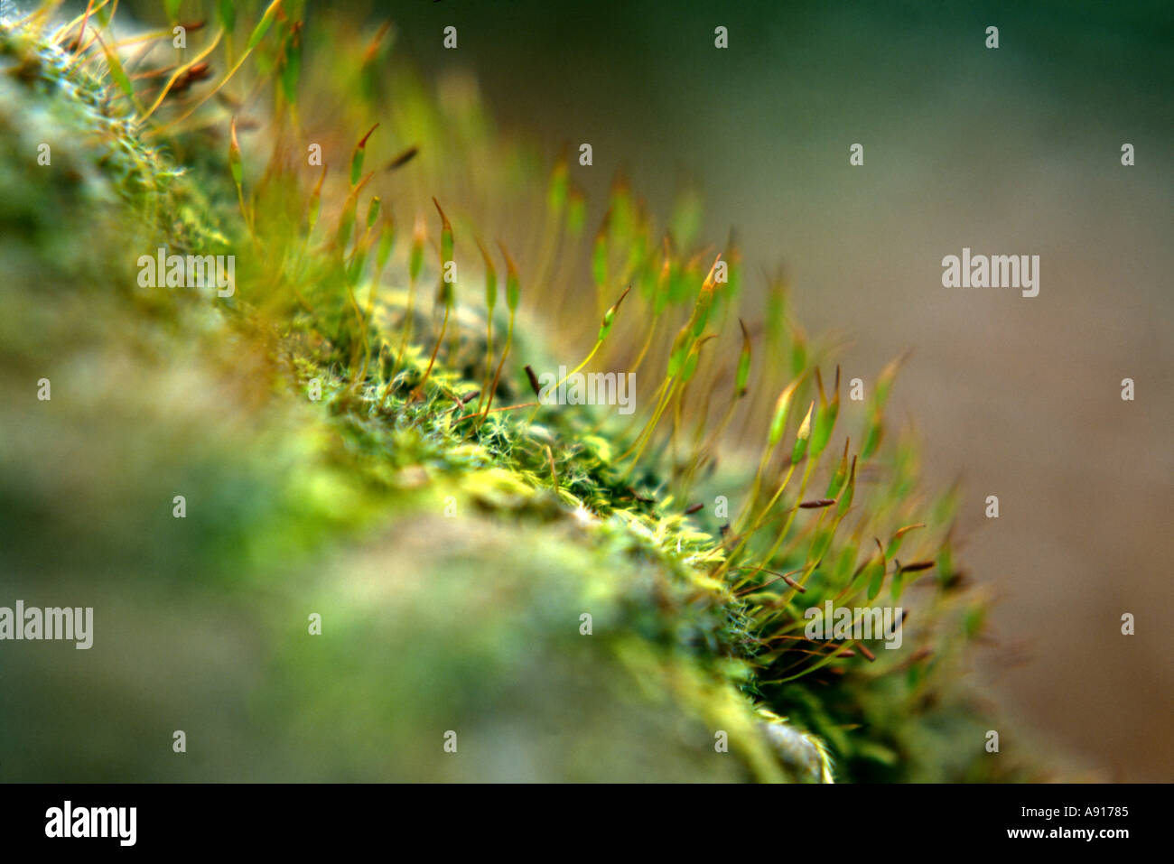 close up of the moss Menzies neckera Metaneckera menziesii showing sporophytes Stock Photo