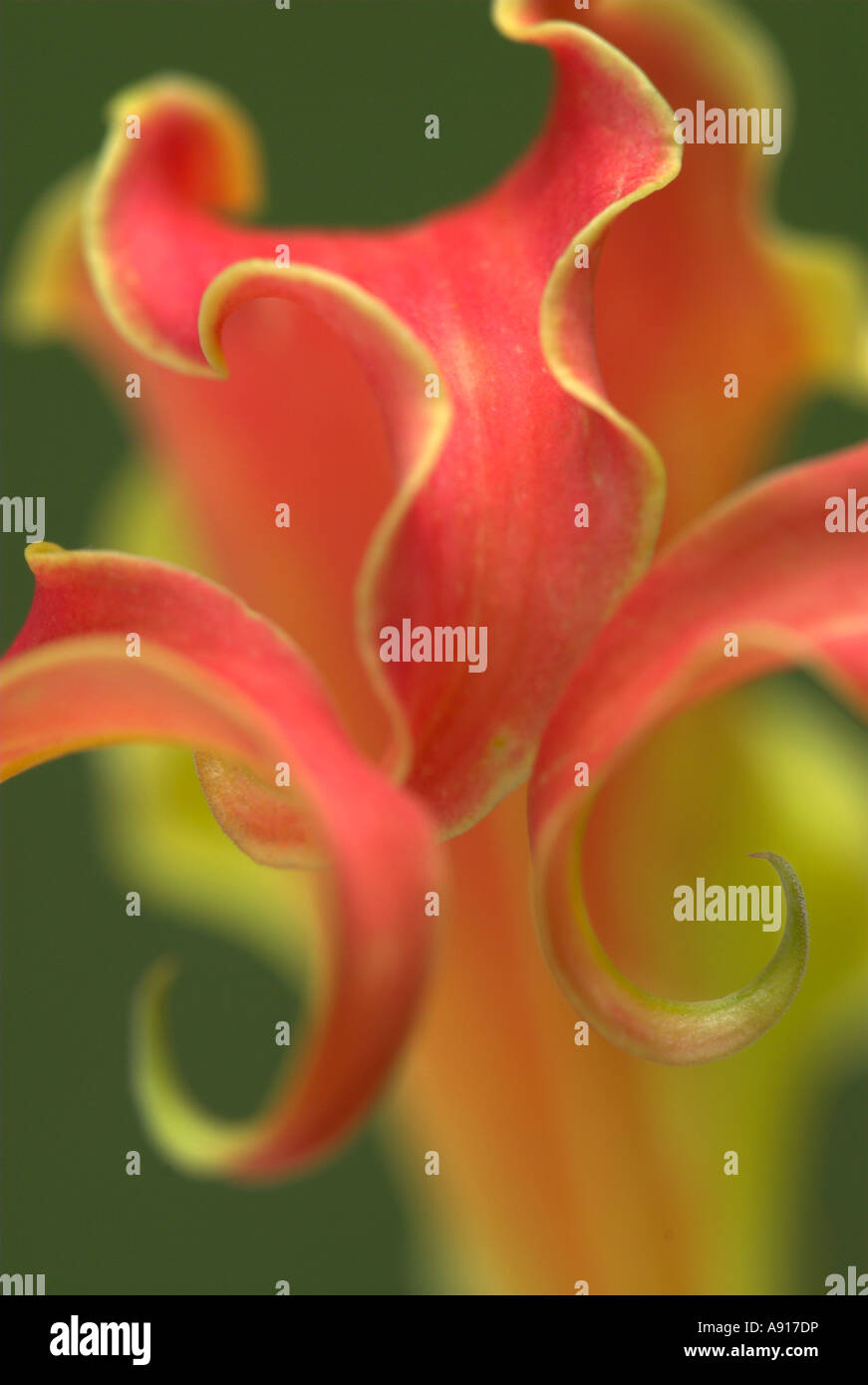 Flame lily national flower of Zimbabwe Stock Photo Alamy