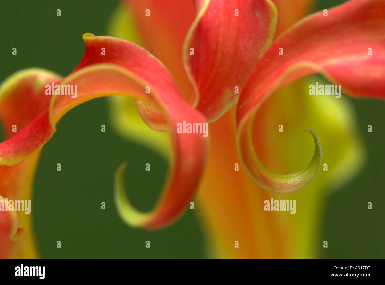 Flame lily national flower of Zimbabwe Stock Photo Alamy