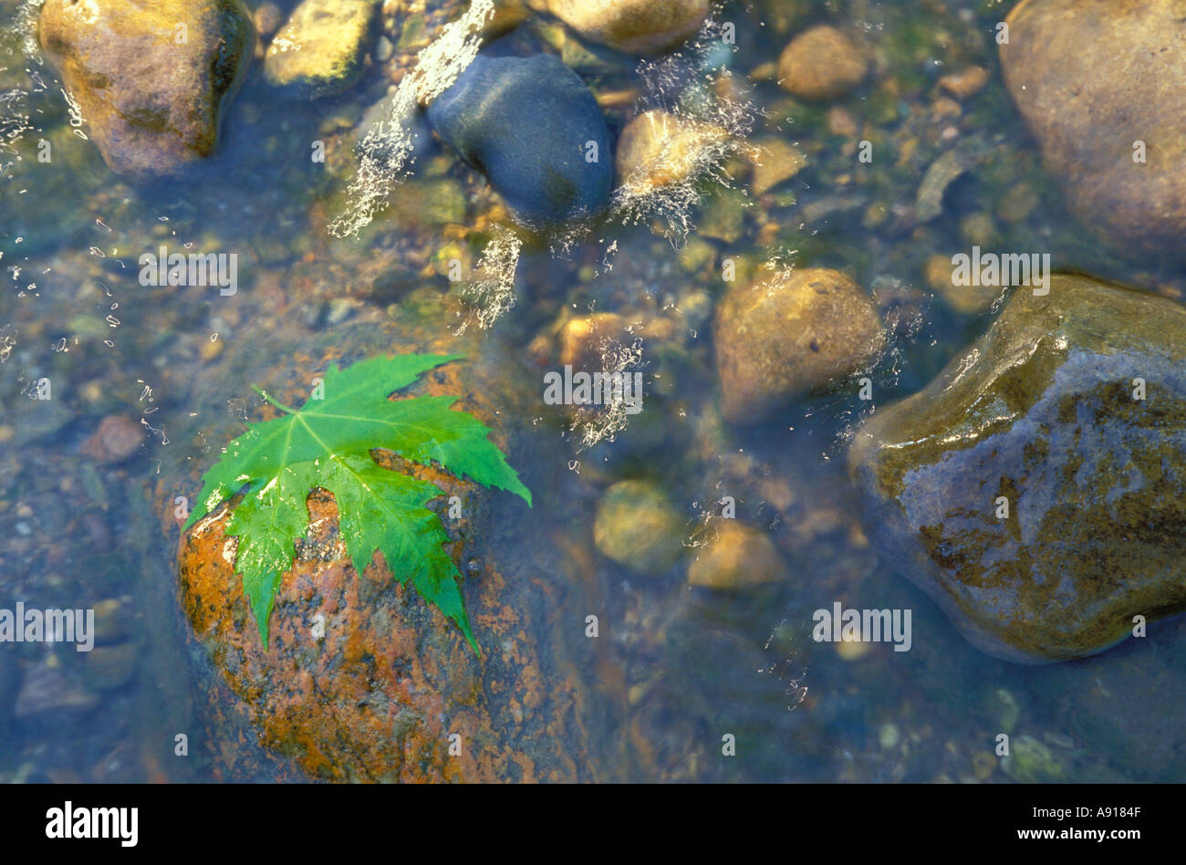 Leaf on a rock in the Middle Fork of the Vermilion River a National