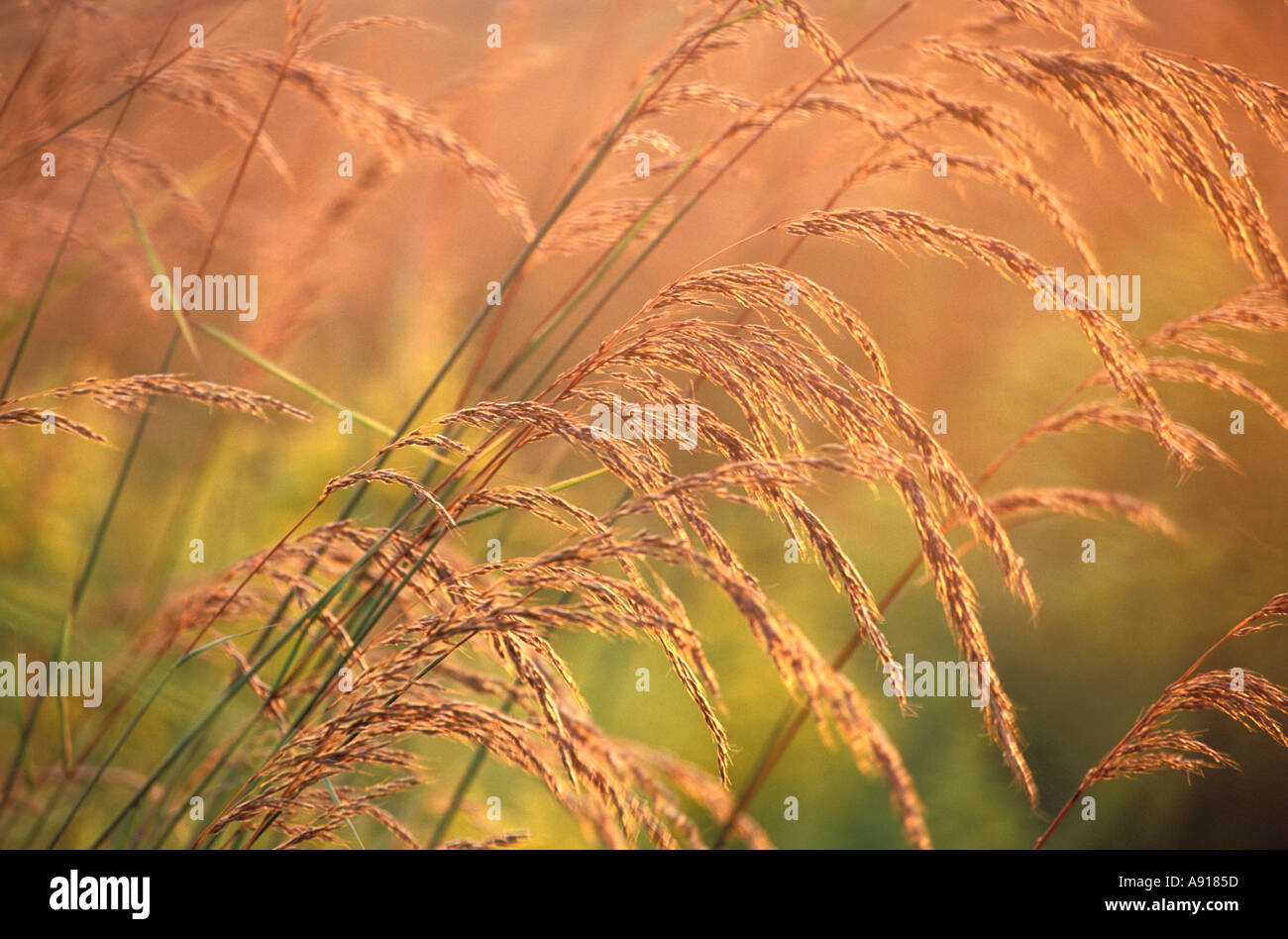Indian Grass on a prairie Illinois Stock Photo