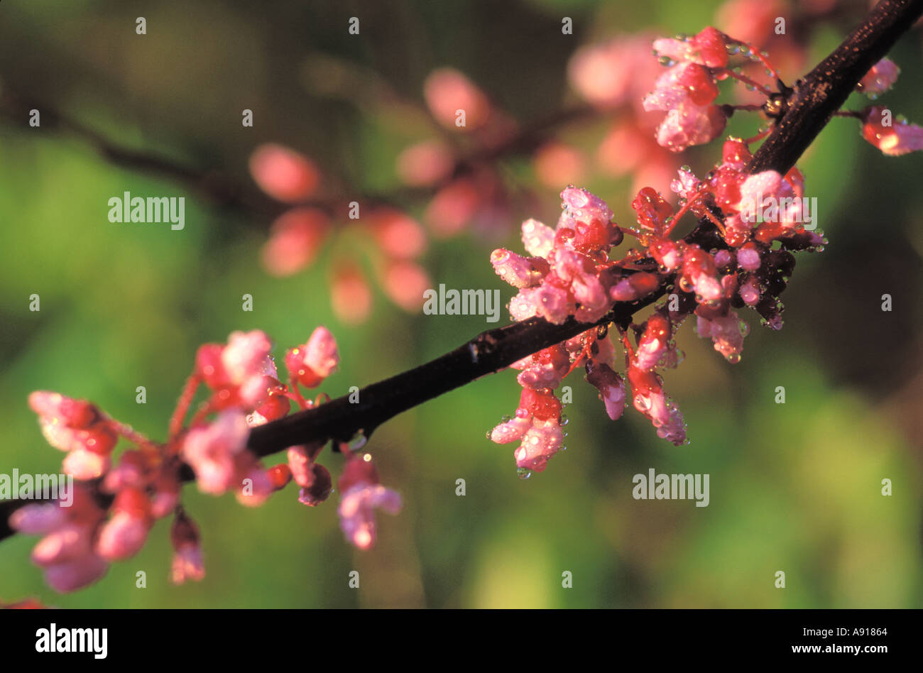 Closeup of Redbud Tree Blossoms Stock Photo