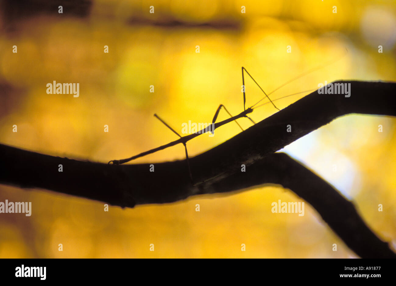 Walkingstick on a branch Stock Photo