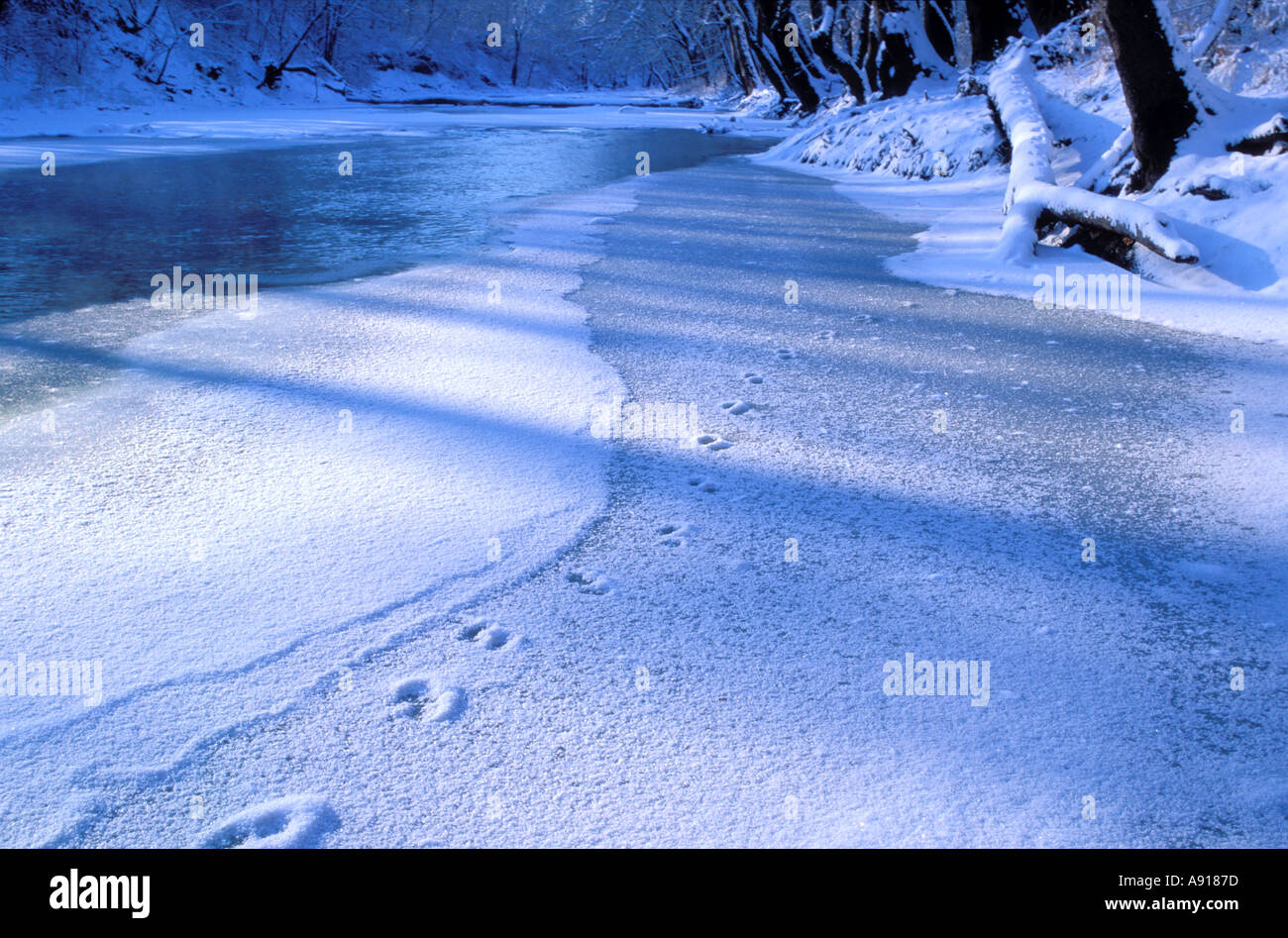 Animal tracks in the snow on the Salt Fork of the Vermilion River Illinois Stock Photo
