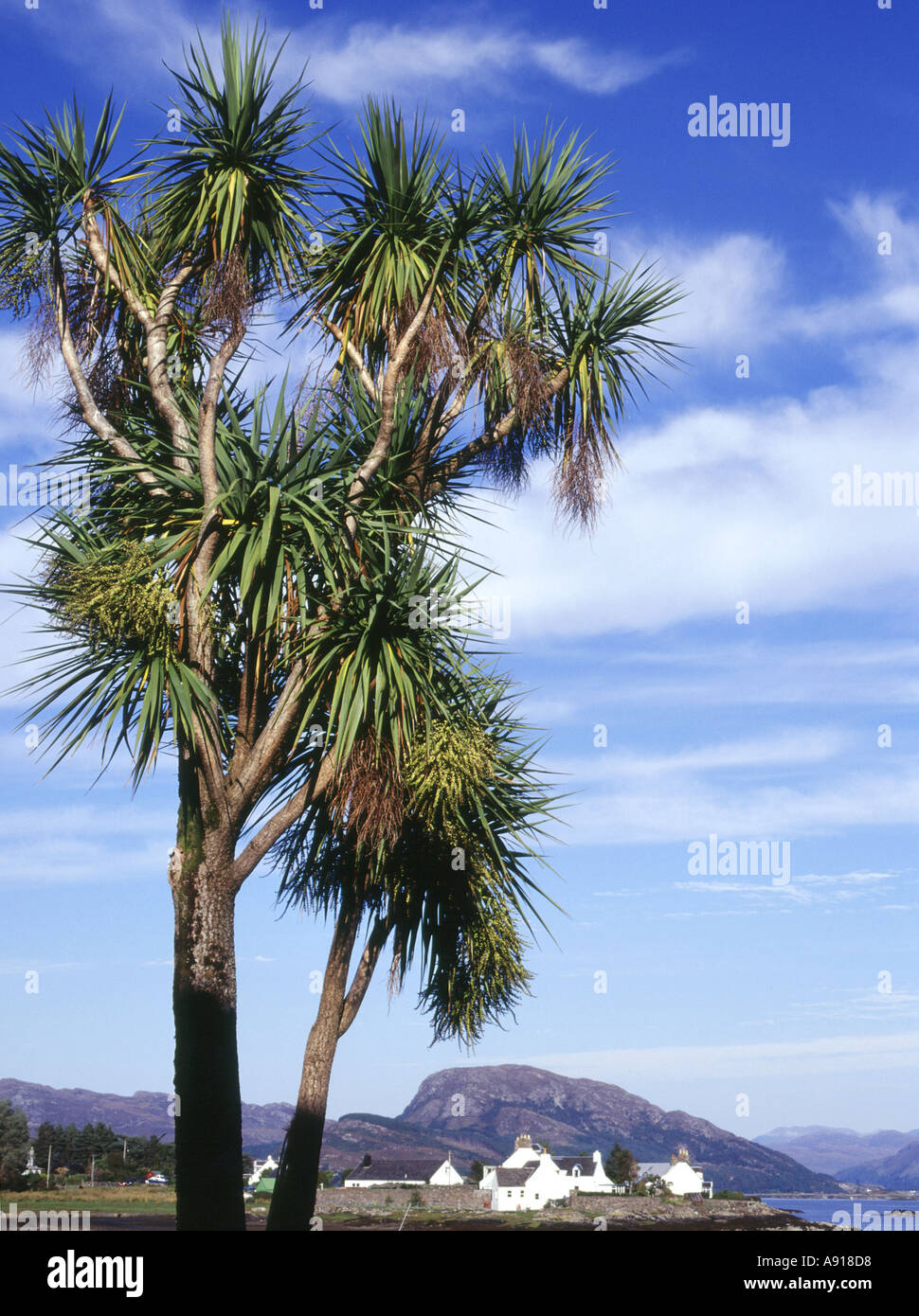 Palm tree scotland hires stock photography and images Alamy