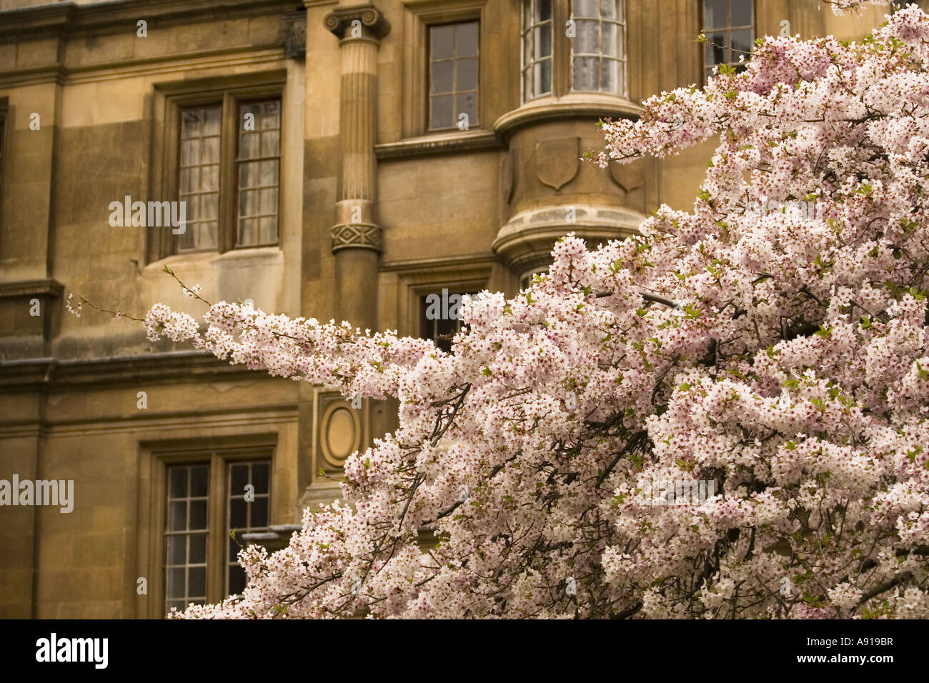 Clare College Cambridge University UK spring with tree in blossom  architectural  England Stock Photo