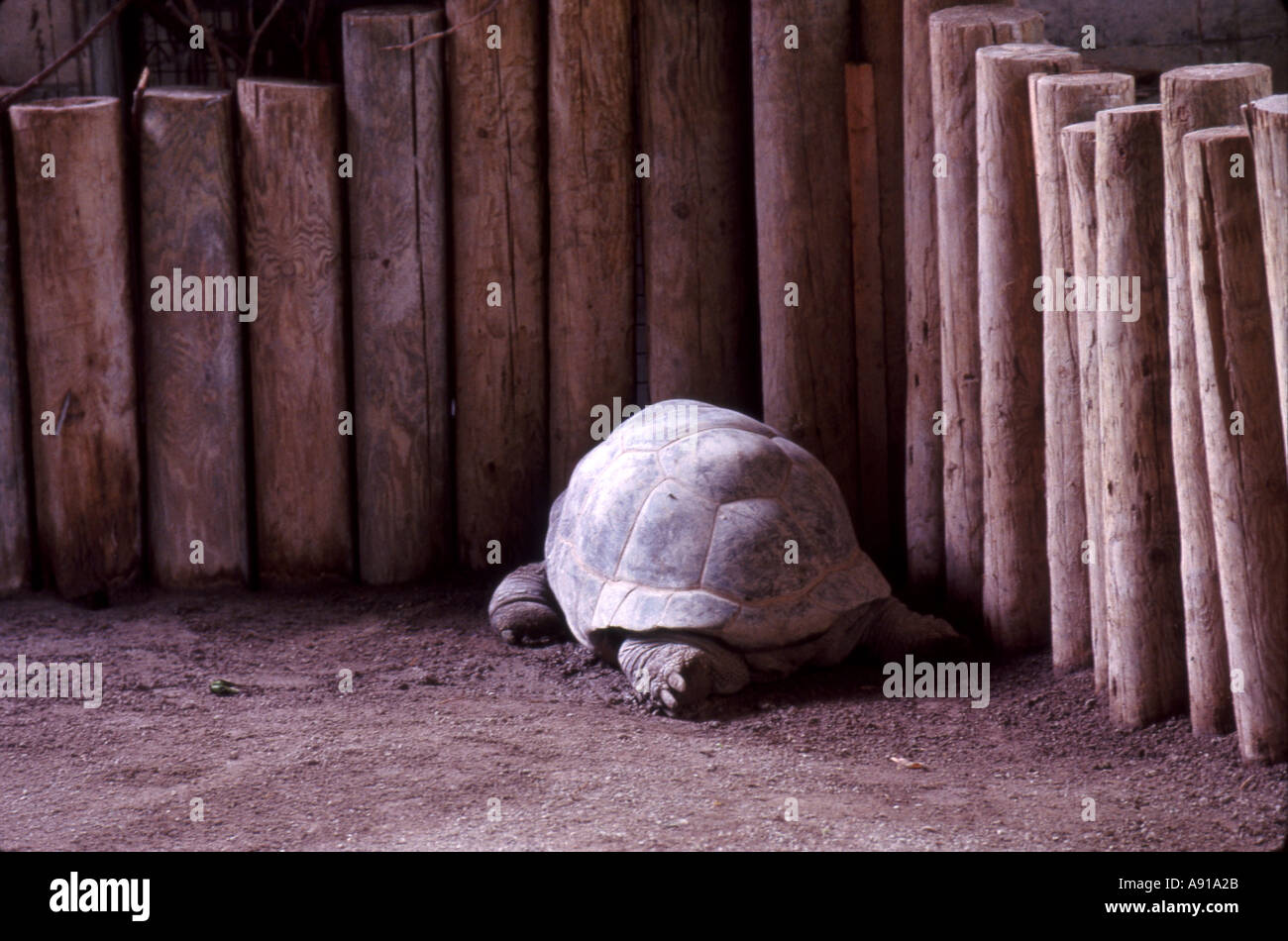 giant tortoise Stock Photo