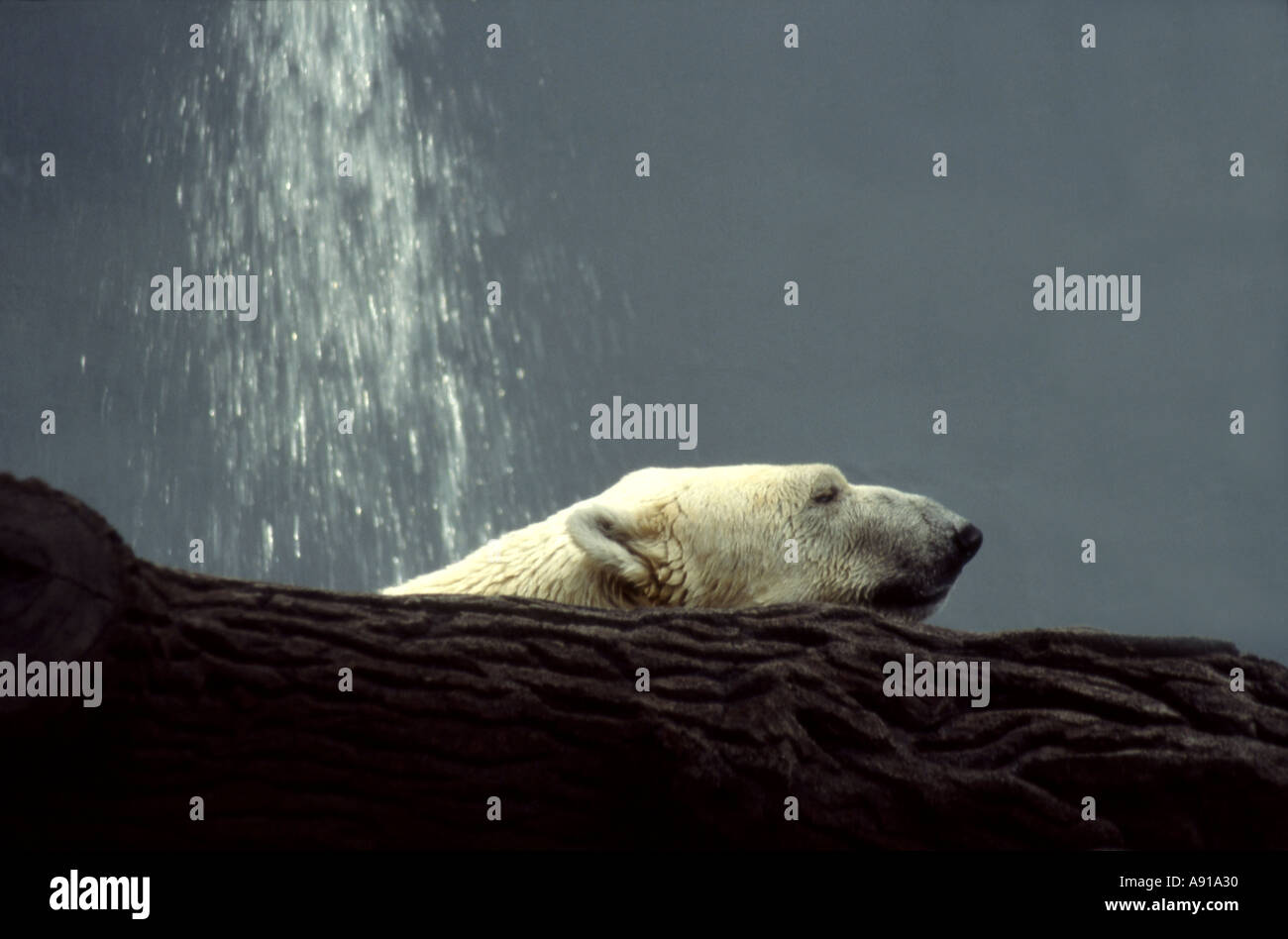 polar bear relaxing Stock Photo